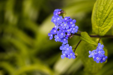 Güzel bahar çiçekleri