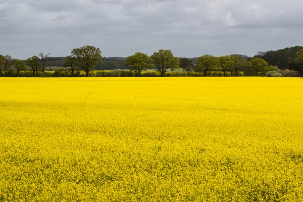 Blühendes Rapsfeld — Stockfoto