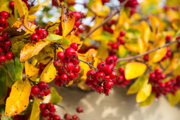 Read ripe berries — Stock Photo, Image