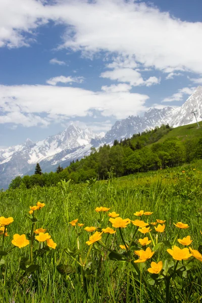 stock image Meadow in French Alps