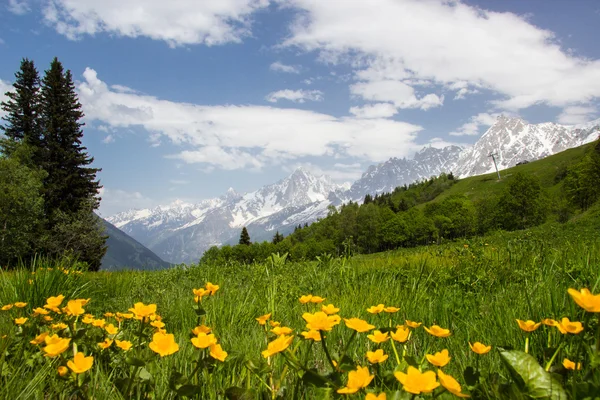 Wiese in den französischen Alpen — Stockfoto