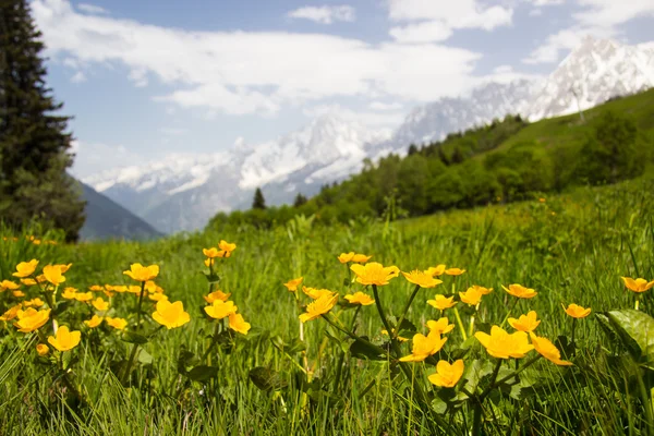 Wiese in den französischen Alpen — Stockfoto