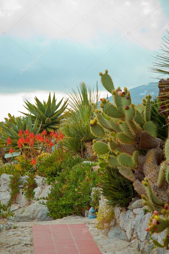 cactus garden in town of Eze