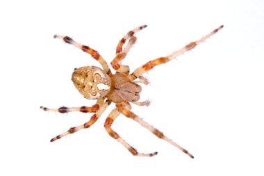 Kahverengi örümcek beyaz arkaplanda