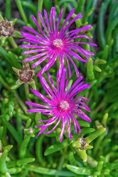 Violette bloemen op een achtergrond van blured — Stockfoto