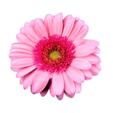 Beyaz arkaplanda pembe bir çiçek