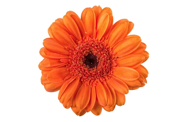 Orangefarbene Blume auf weißem Hintergrund — Stockfoto