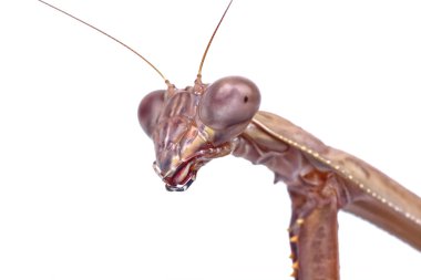 Makro baş beyaz bir arka plan üzerinde Mantis
