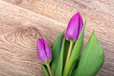 Menekşe Lale o ahşap arka plan