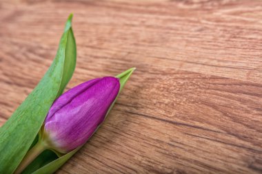 Menekşe Lale o ahşap arka plan