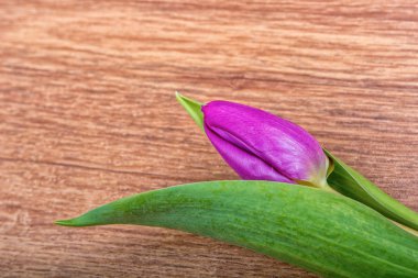 Menekşe Lale o ahşap arka plan