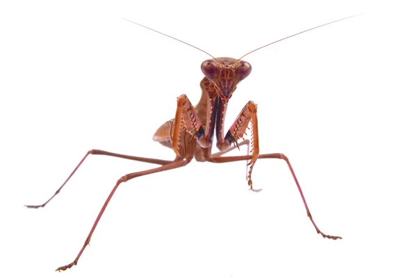 Mantis op een witte achtergrond — Stockfoto