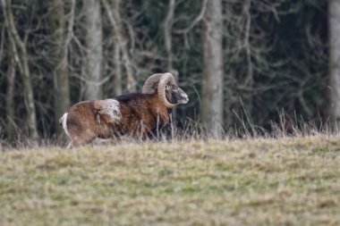 profil görünümü güzel kunduzdan oluşur RAM