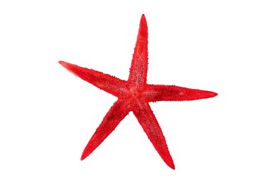 beyaz zemin üzerine kırmızı deniz yıldızı