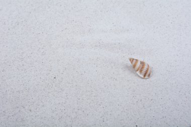 Deniz kabuğu kum zemin