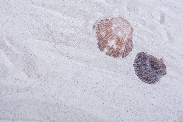 Snäckskal på sand bakgrund — Stockfoto