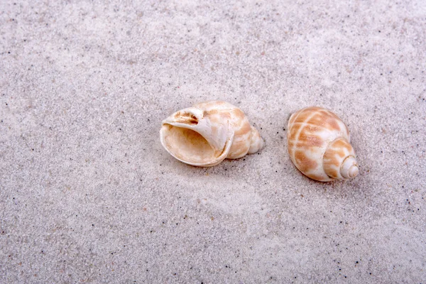 Conchas do mar em um fundo de areia — Fotografia de Stock