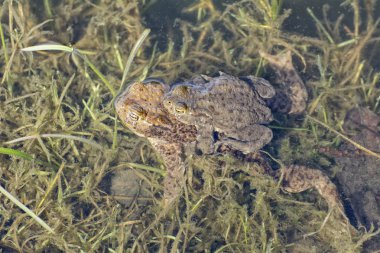 Ortak kurbağa (Bufo bufo çiftleşme bir çift portresi)