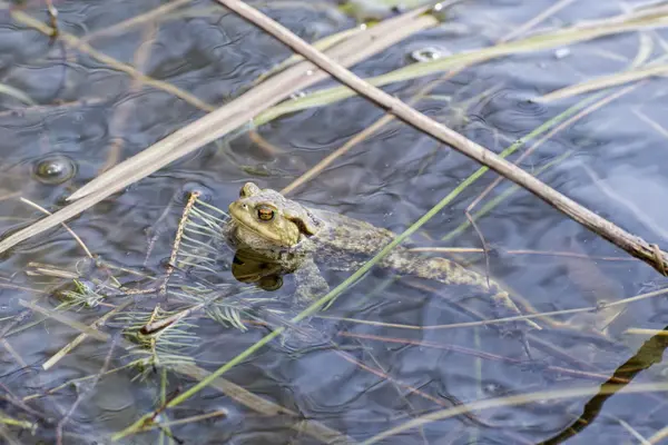 Watertop üzerinde yüzen kurbağa