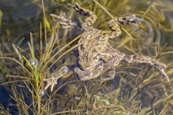 共通のヒキガエル (ヨーロッパヒキガエルの交配ペアの肖像画) — ストック写真