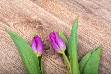 Ahşap arka plan üzerinde mor laleler