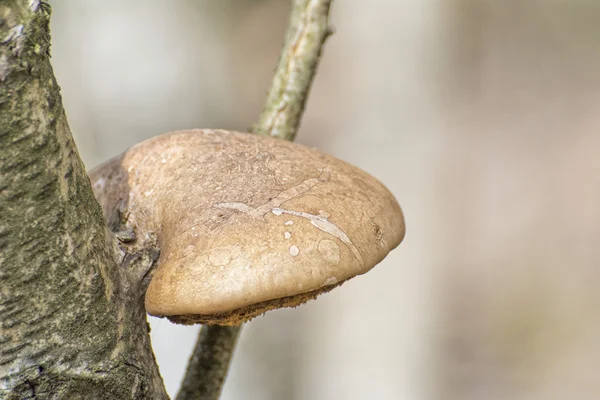 木の上のある多孔菌菌 — ストック写真