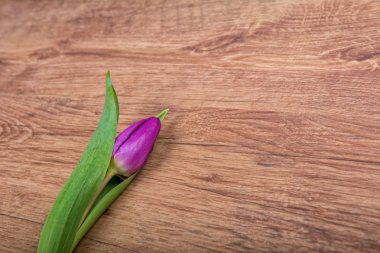 Ahşap arka plan üzerinde Menekşe Lale