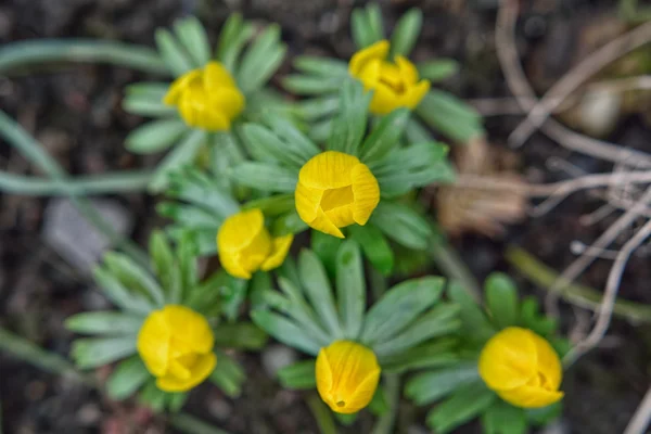 Groep van gele bloemen — Stockfoto