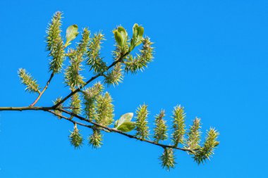 Bir ağaç dal üzerinde genç tomurcukları