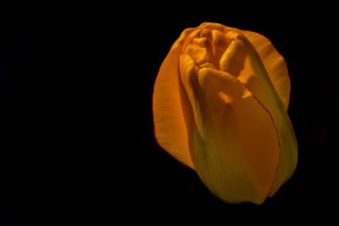 Siyah arkaplanda sarı lale