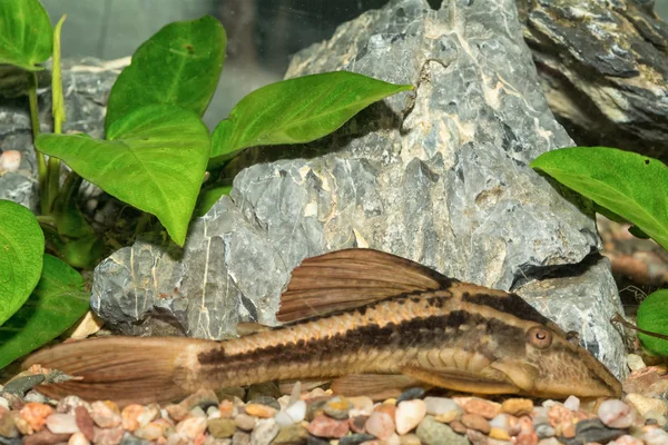 De Hypostomus aquariumvissen — Stockfoto