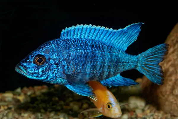 Cichlid fish from genus Aulonocara — Stock Photo, Image