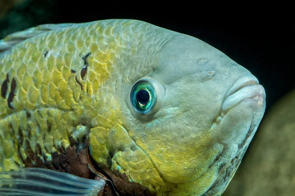 Retrato del pez Vieja — Foto de Stock