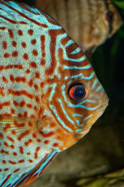 Discus fisk porträtt — Stockfoto