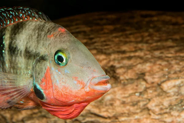 Detalle de la cabeza de pez cíclido —  Fotos de Stock