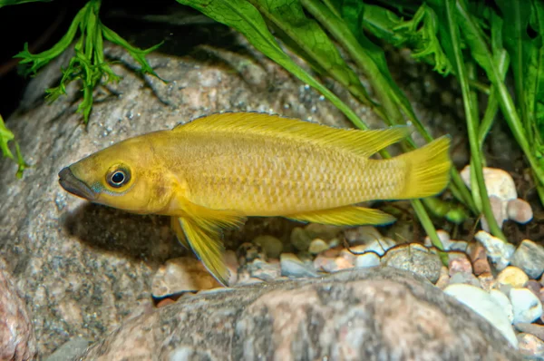 Tropiska akvariefiskar — Stockfoto