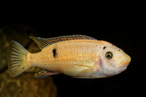 Pesce ciclide in un acquario — Foto Stock