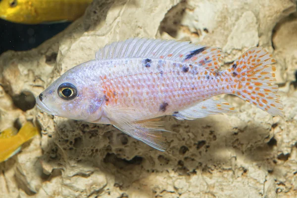 Cichlid peixes do género Aulonocara — Fotografia de Stock