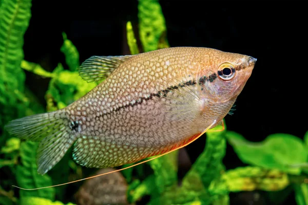 Gourami de perlas (Trichopodus leeri ) — Foto de Stock