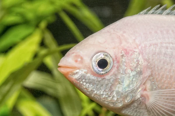 Detail des Kopfes des küssenden Gurami (helostoma teminckii)) — Stockfoto