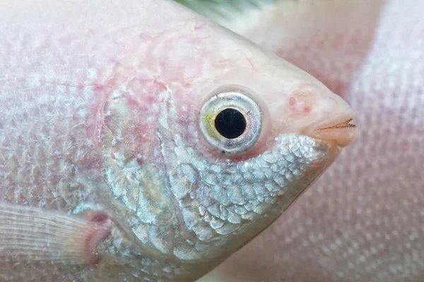 Detail of head of kissing gurami (Helostoma teminckii) — Stock Photo, Image