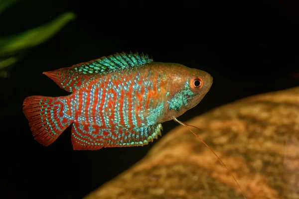 Gourami nani (Trichogaster lalius ) — Foto Stock