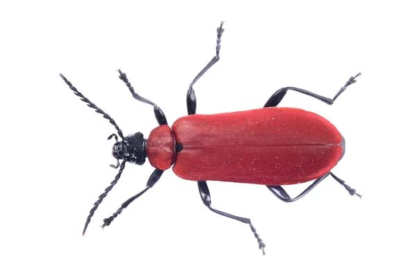 Escarabajo rojo sobre fondo blanco —  Fotos de Stock