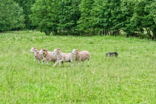 牧草地で羊が — ストック写真