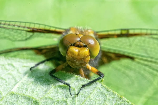 Detalle de la cabeza de una libélula — Foto de Stock
