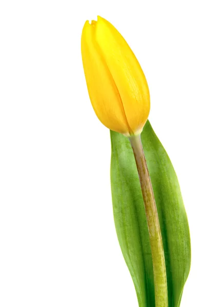Yellow tulip on white background Royalty Free Stock Images
