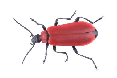 Beyaz arka planda kırmızı böcek