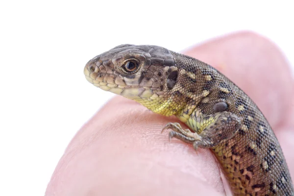 Un lagarto en un dedo humano sobre un fondo blanco —  Fotos de Stock