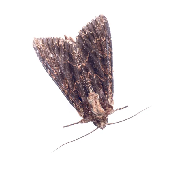 Brown moth on a white background — Stock Photo, Image