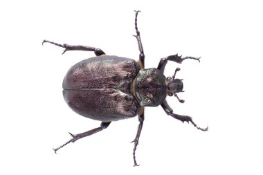 Siyah beyaz zemin üzerine Sarı noktalar Bug'la
